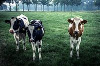 Unsere lieben Cowgirls