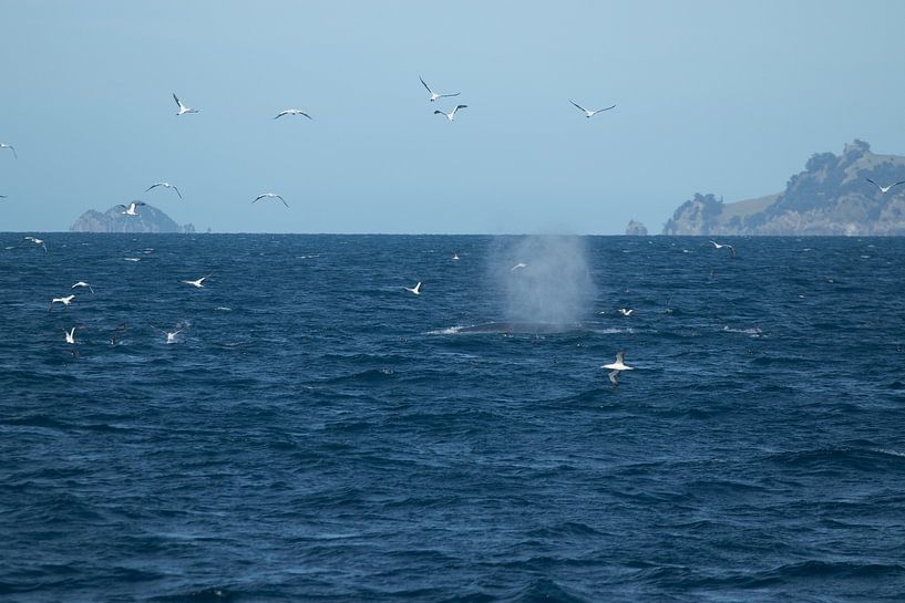 Whale, Auckland, Neuseeland von Nynke Altenburg