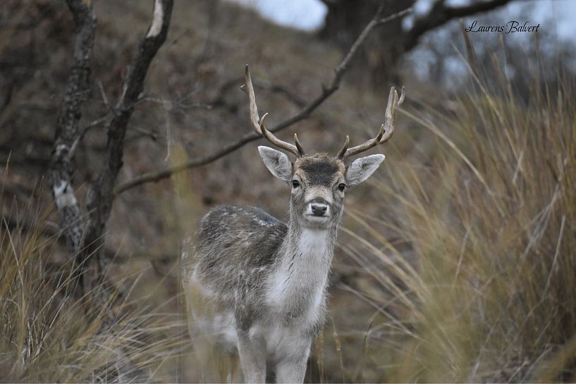 Alerte au daim par Laurens Balvert