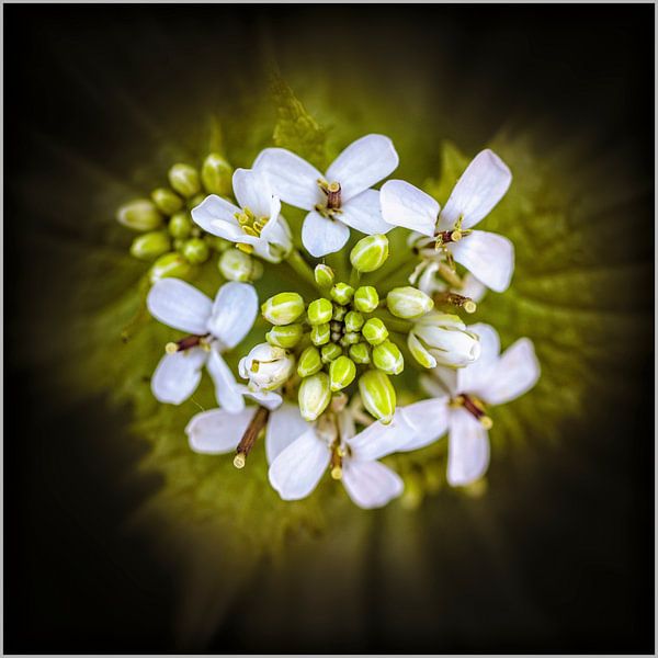 Plante sauvage par Rob Boon