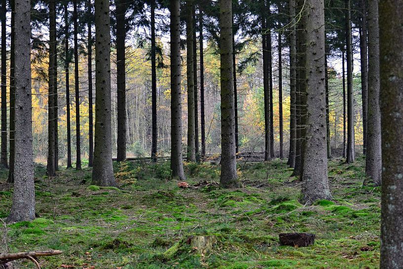 Mooi Drenthe by Aafke's Art