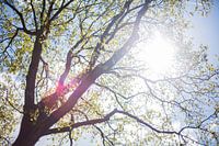 Sunny day in Zwolle 2019