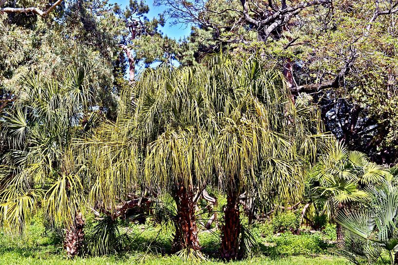 Enchanting palm trees in the Palermo Botanical Garden by Silva Wischeropp
