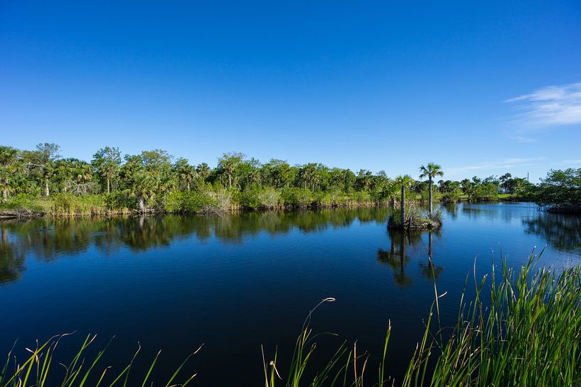 USA, Florida, Silent water of lake in everglades nature landscape by adventure-photos