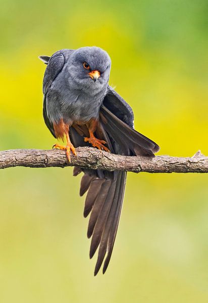 Man Roodpootvalk (Falco vespertinus) van Beschermingswerk voor aan uw muur