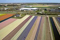 Bollenvelden bij Lisse