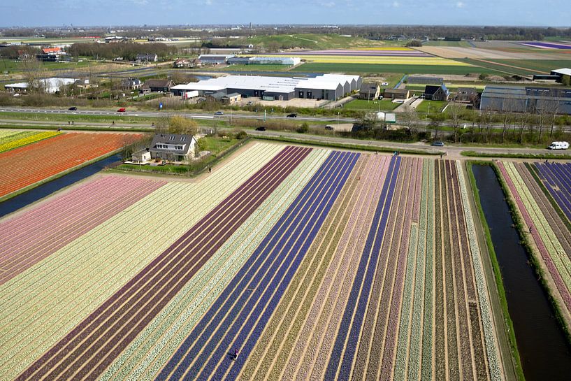 Bollenvelden bij Lisse von Hans Elbers