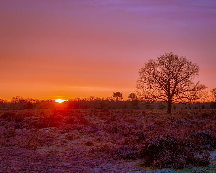 Sonnenaufgang im Buurserzand von Jeroen Brasz