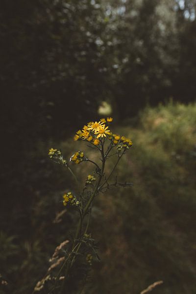 Gele bloemen von Rob Veldman