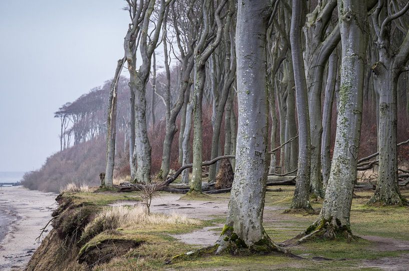 Ghost forest on the coast by Jürgen Schmittdiel Photography