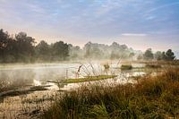 Early in the morning in the Venn