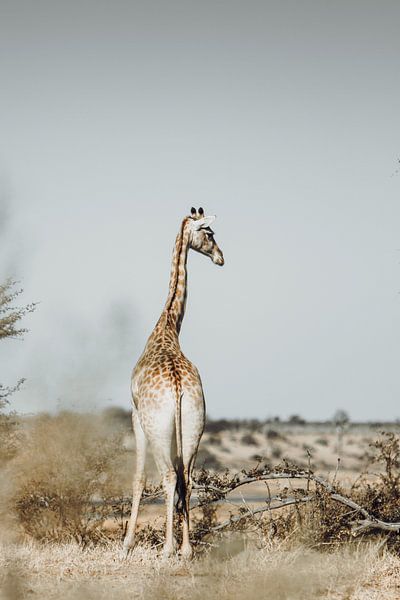 Majesteit van het bos: Serene giraffe op de savanne van Geke Woudstra