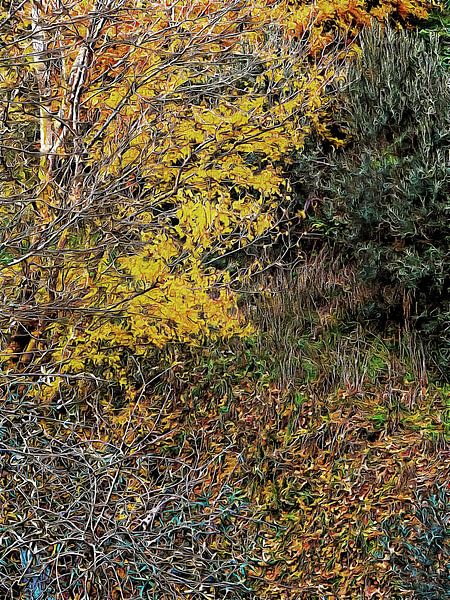 Bringt Farbe in den Schatten Dezember Umbrien von Dorothy Berry-Lound