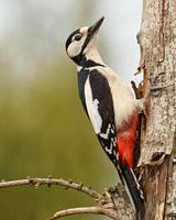 Great spotted woodpecker