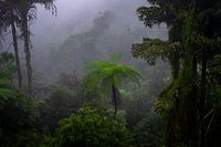 Ochtend in de jungle