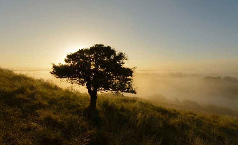 Baum in nebliger Landschaft von Remco Van Daalen