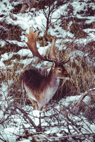 Coeur de cerf par Mikey Struik