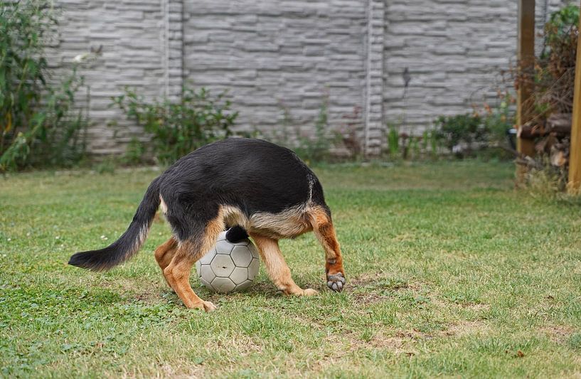 Chienne de berger (chiot) jouant au football par Babetts Bildergalerie