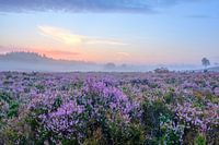 Blooming Heather plants in Heathland landscape during sunrise in