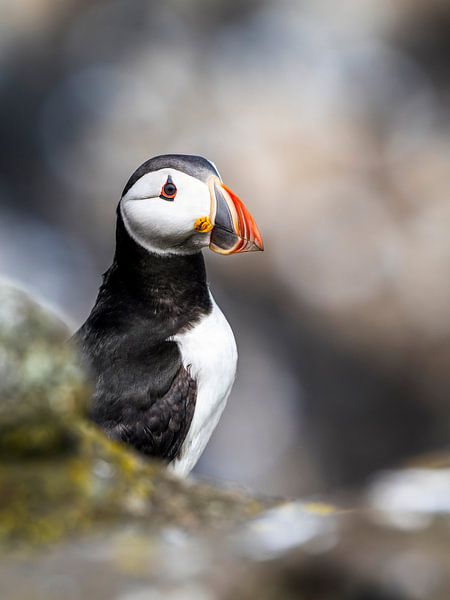 Papageientaucher | Schottland Küste von Waleson Photography