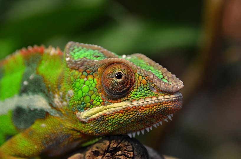 Kameleon by Frank de Ridder