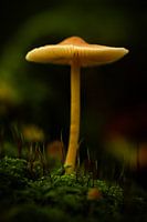 Ambiances automnales en forêt