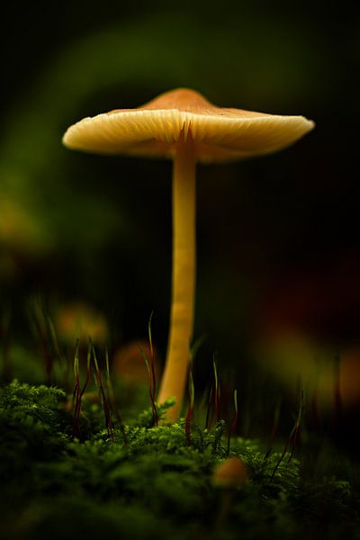 Ambiances automnales en forêt par Yvonne Gardner