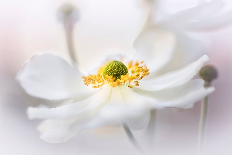 Liebenswerte Anemone von Bob Daalder