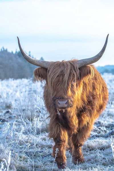 Schottische Highlander im eiskalten Morgenregen auf der Terletse-Halbinsel von Patrick Oosterman
