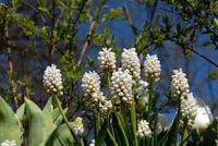 weiße Trauben hautnah mit blauem Himmel