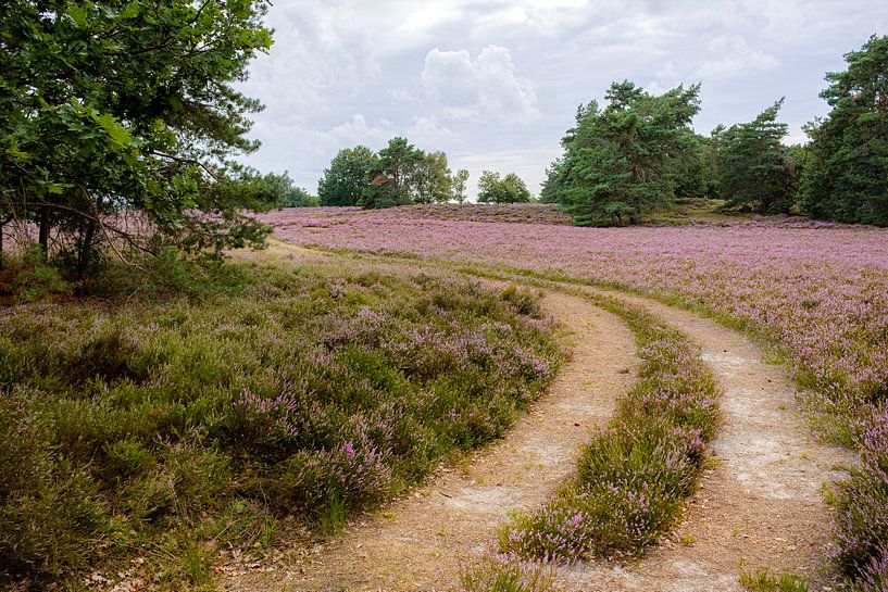 Heather on Tenhaagdoornheide by Johan Vanbockryck