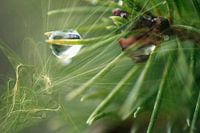 Goutte d'eau emprisionnée