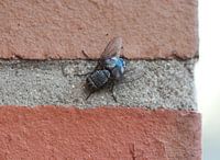 Blue blowfly