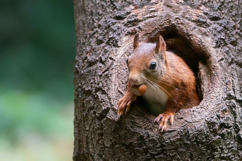 Squirrel with hazelnut in a hollow tree trunk. by Albert Beukhof