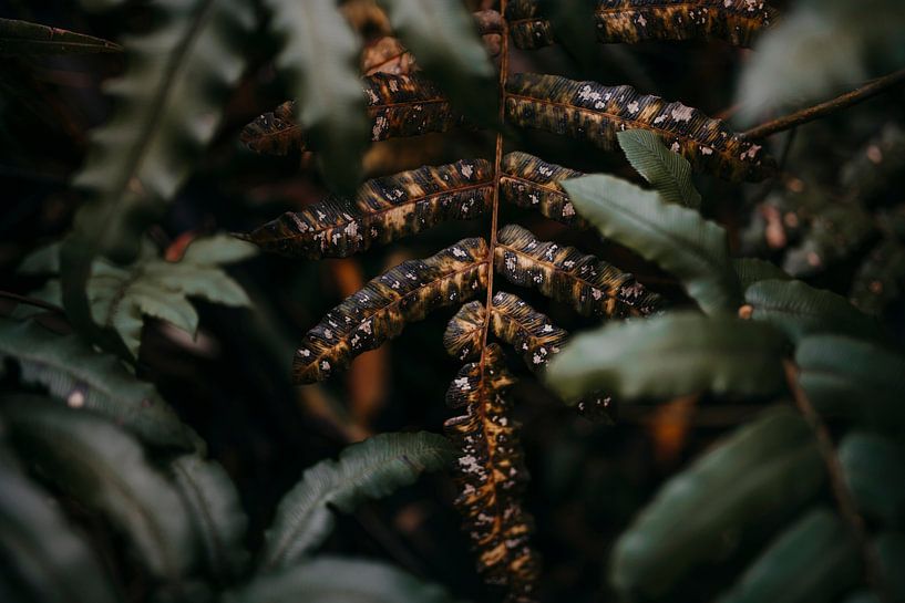 Voile par Marscha van Druuten