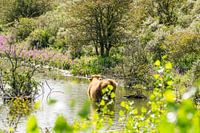 Schottischer Highlander