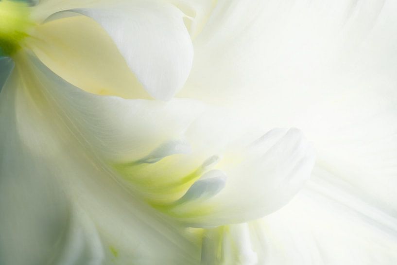 Tulipe blanche à franges par Clazien Boot