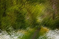 Frühlingswald in den Niederlanden | Impressionismus