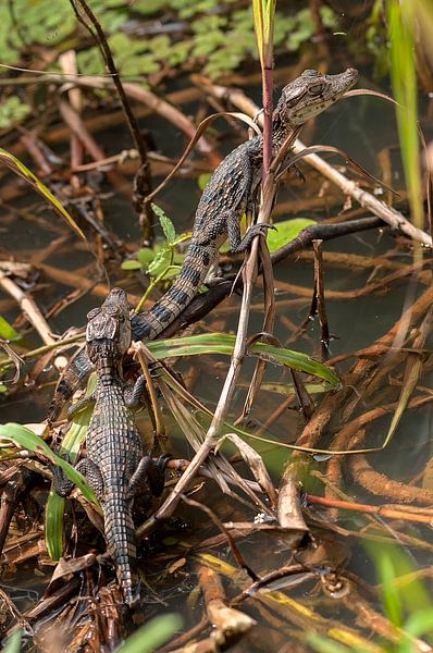 Kaaimannen von Maarten Verhees