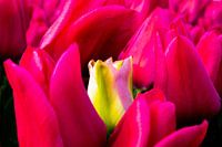 Tulipes rouges avec une seule tulipe jaune sur pied