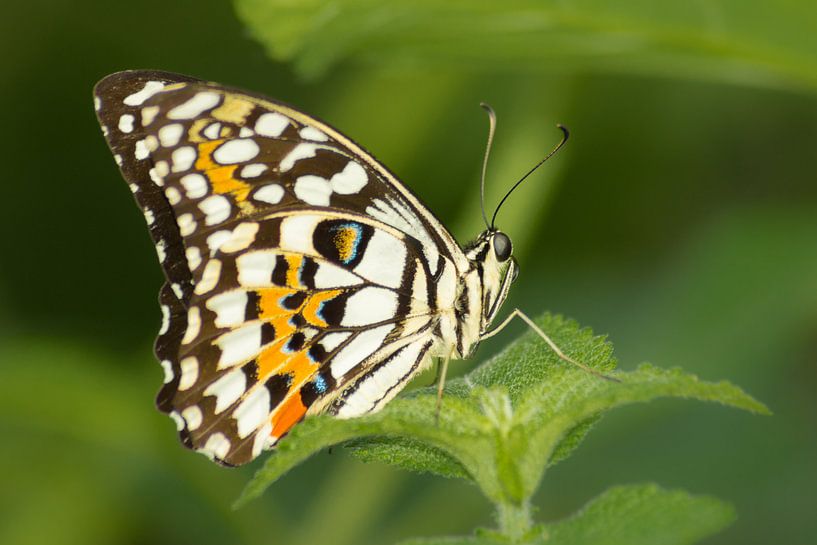 Tropischer Schmetterling Nahaufnahme von Samantha Schoenmakers
