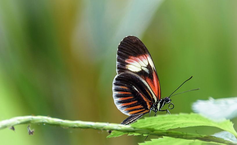 Kleiner Schmetterling auf einem Blatt von Rietje Bulthuis