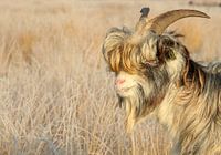 Portret van een geit.