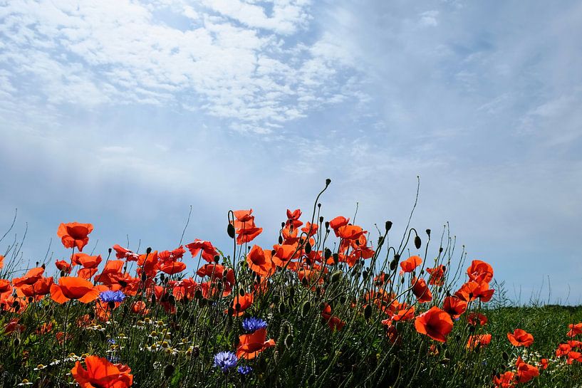 Le pavot lumineux par Ostsee Bilder