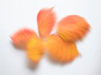 Playful autumn colours 6