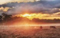 Morgenstimmung in den Brüsseler Wäldern