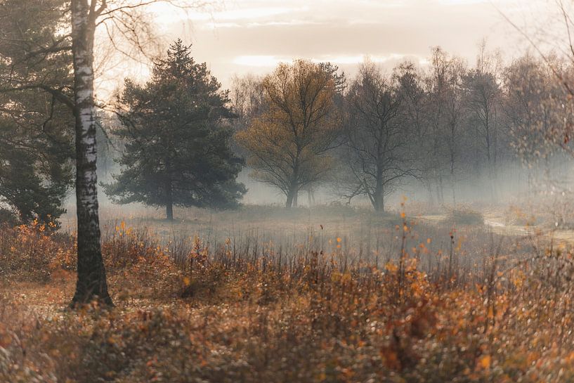 La forêt mystérieuse et brumeuse (partie 3) par Slashley Photography