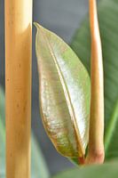 Gommier Ficus Robusta