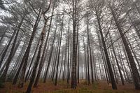 in between the trees