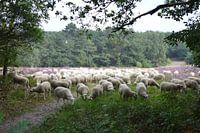Schapen op de Slabroekse heide
